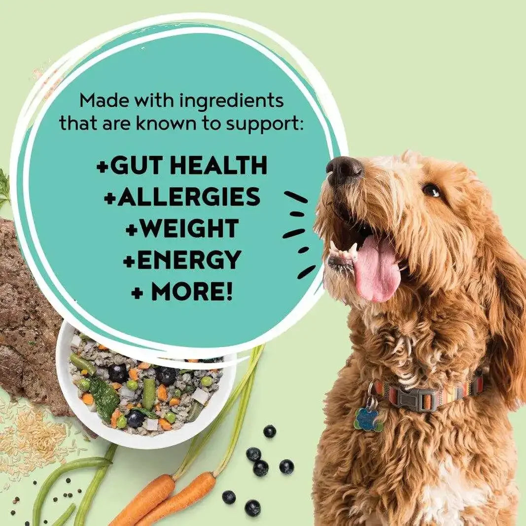Premium Wet Dog Food Variety Sample Pack Real Meat Lamb Turkey Beef Mixed Flavors 100% Human Grade Ingredients Natural Healthy Pet Nutrition Meal Topper for All Life Stages Puppy Adult