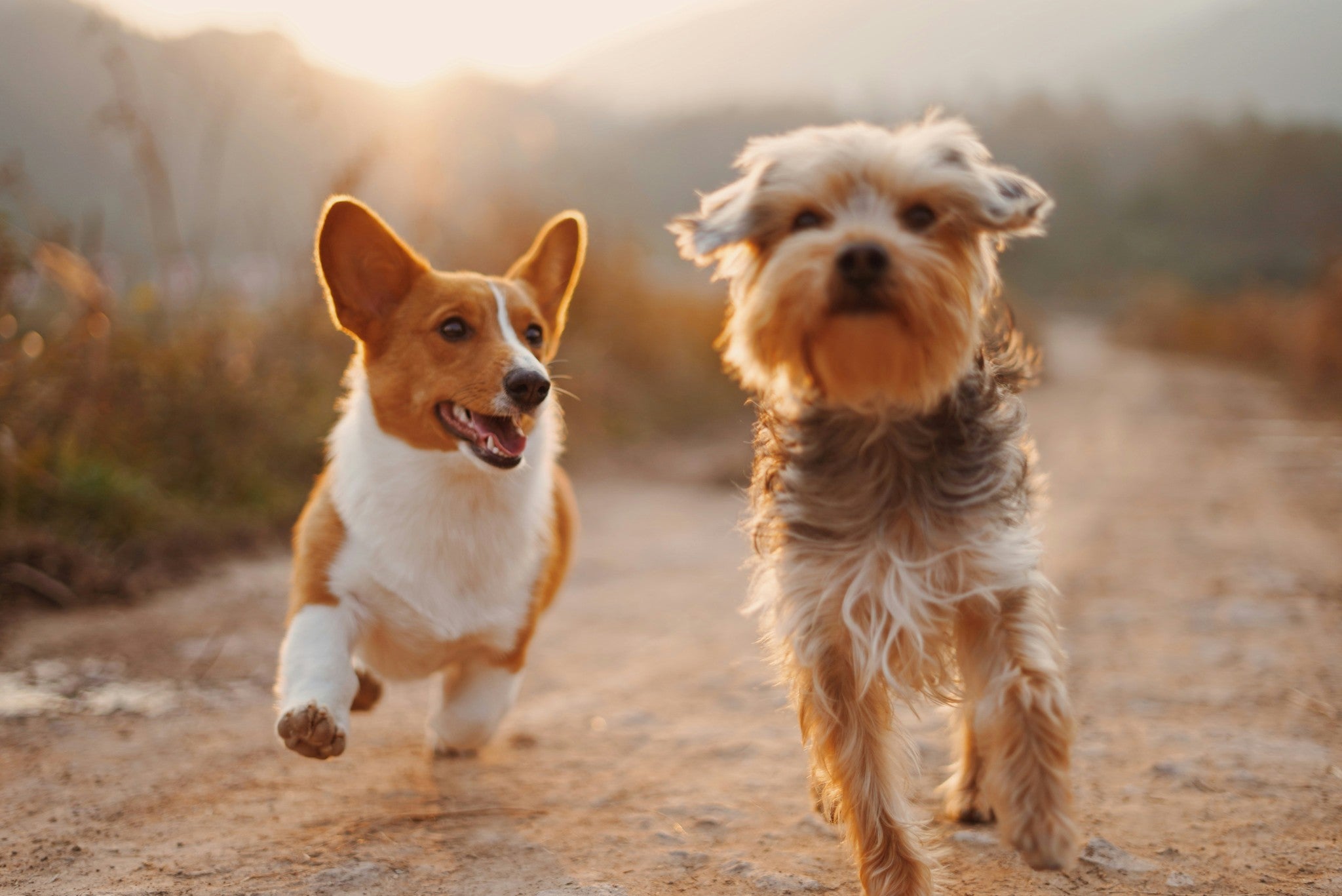 Hey There, Pet Lovers!